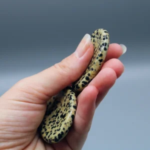 Dalmatiner Jaspis Worrystone (1)